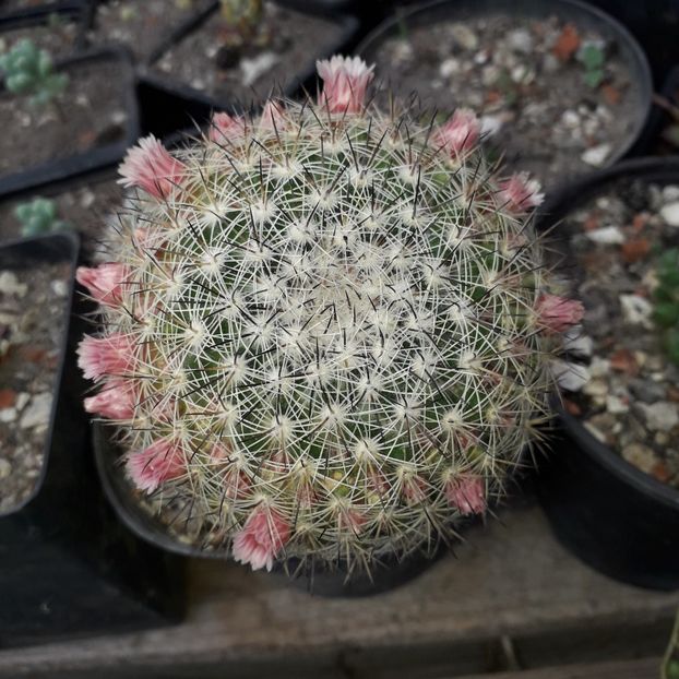 Mammillaria - Cactusi înfloriti 2019