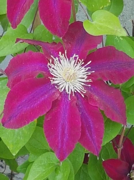 thumbnail (50) - CLEMATITE 2019