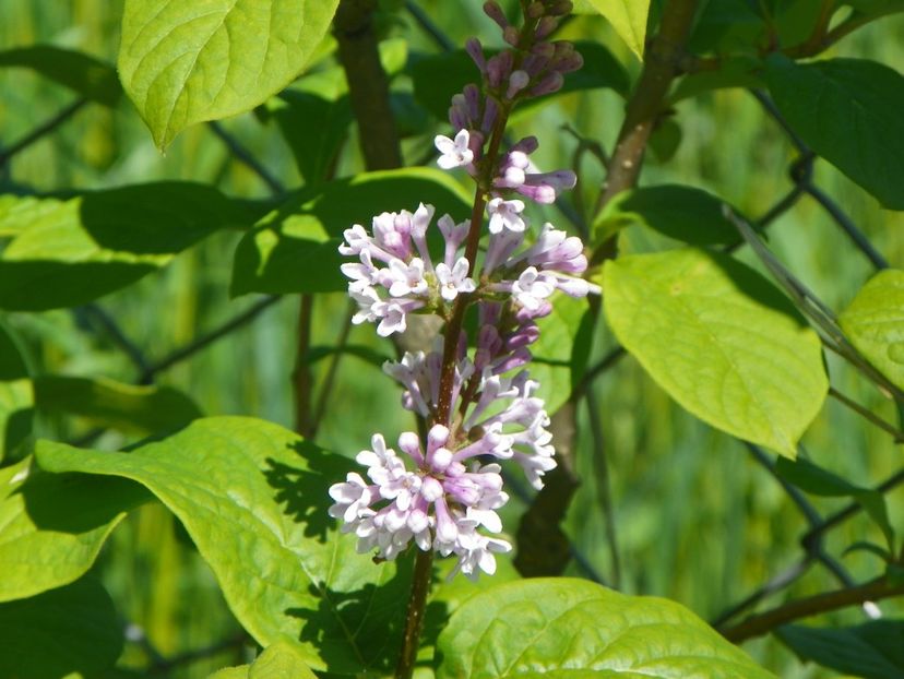 syringa josikaea - Dobarland 2019 2