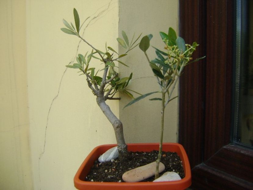 2 Maslini (Olea europaea) - Bonsai si prebonsai 2018-2020