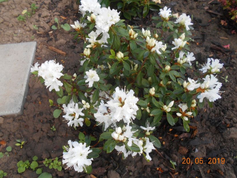 Azalea Adonis - 2Azalee-rhododendroni-hortensii-hoste 2019