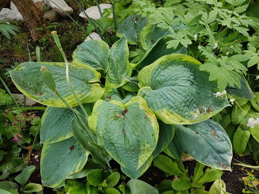 Hosta Christmas tree. - Mai 2019