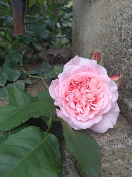 rose de tolbiac - Trandafiri 2019