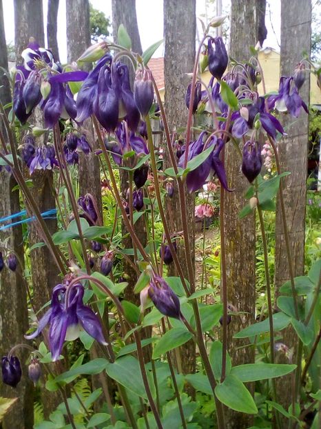  - Aquilegia-Caldaruse 2019