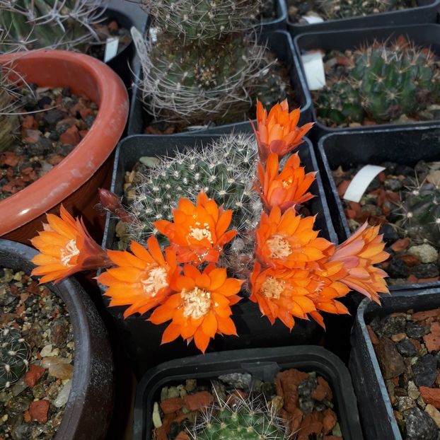 Rebutia flavistila flori portocalii - Cactusi înfloriti 2019