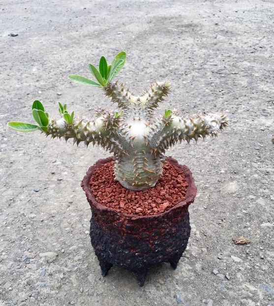 Pachypodium brevicaule × densiflorum - Vase - aranjamente - accesorii