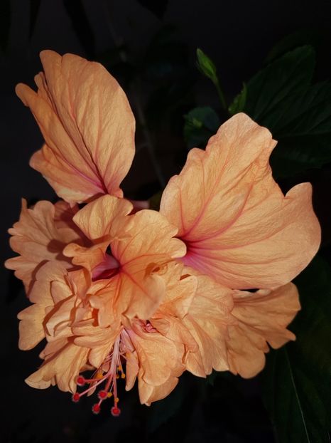  - HIBISCUS 2019