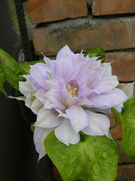 Belle of Woking - Clematite 2019