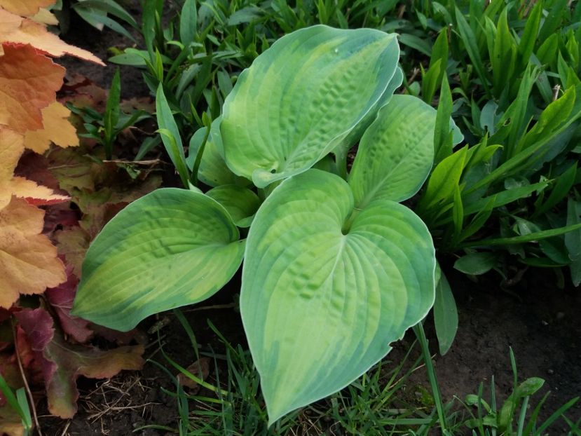 Color Glory - Hosta 2019