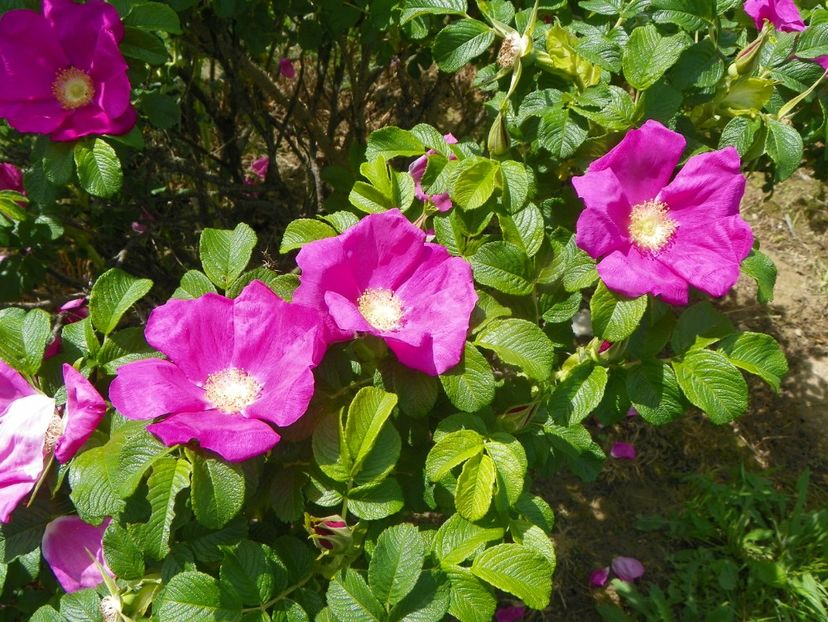 rosa rugosa Rubra - Trandafiri 2019 1
