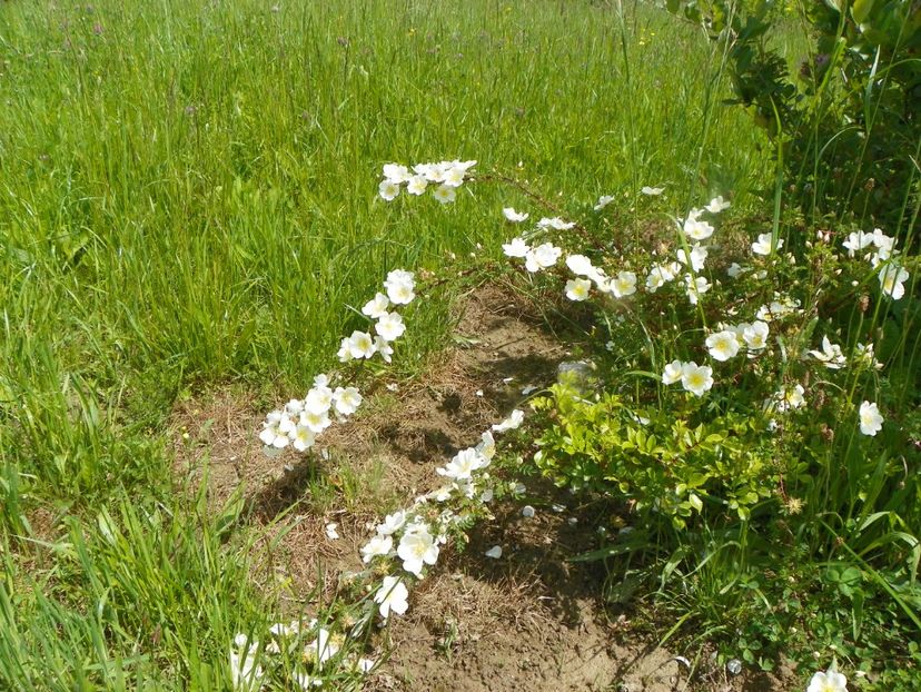 spinosissima Repens - Trandafiri 2019 1