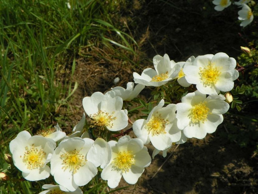 spinosissima Repens - Trandafiri 2019 1