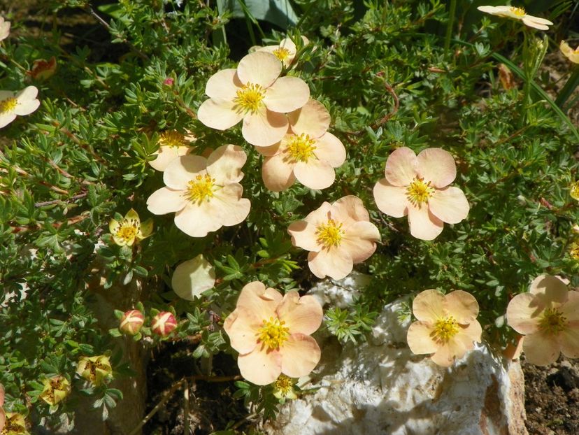 potentilla Sunset - Dobarland 2019 2