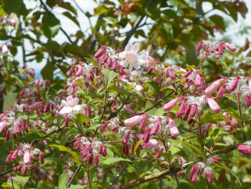 kolkwitzia amabilis Pink Cloud - Dobarland 2019 2