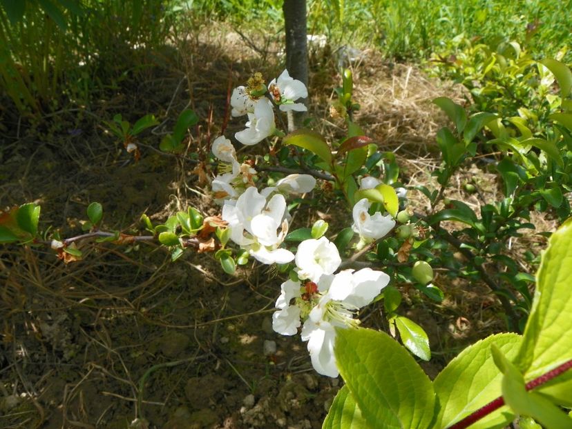 chaenomeles Nivalis - Dobarland 2019 2