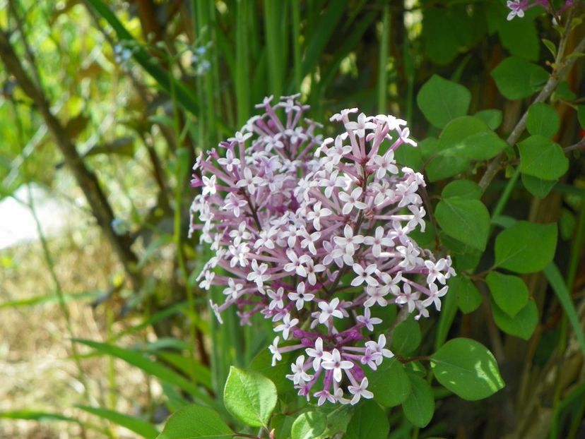 syringa Red Pixie? - Dobarland 2019 2