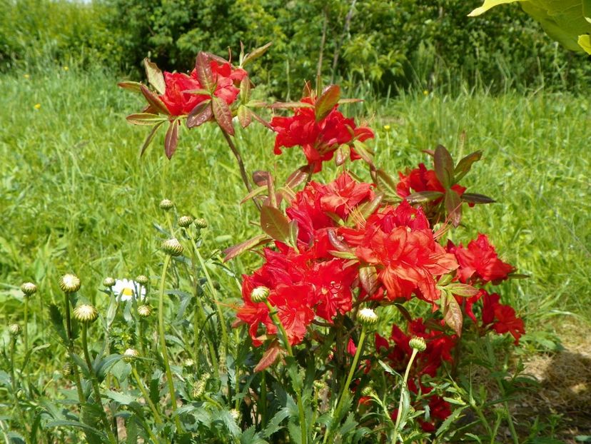 azalea Fireball - Dobarland 2019 2