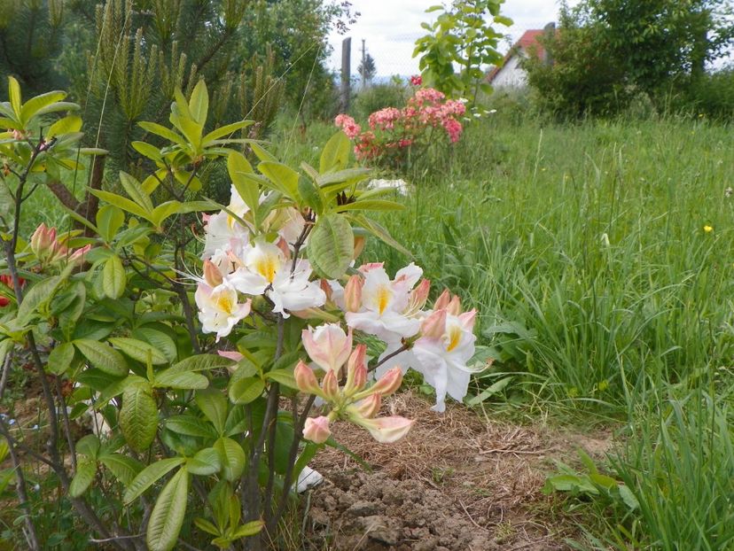 azalea Schneegold si Corneille - Dobarland 2019 2