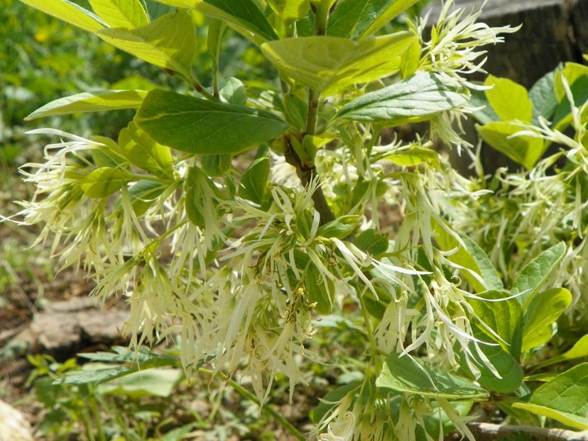 chionanthus virginicus - Dobarland 2019 2