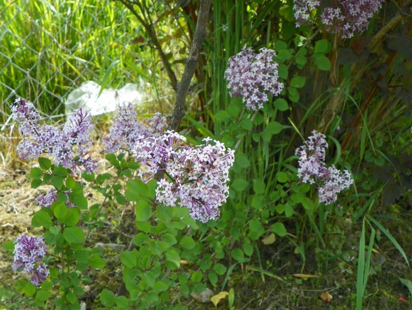 syringa Red Pixie? - Dobarland 2019 2