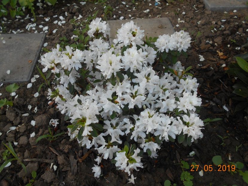 azalea Adonis - 2Azalee-rhododendroni-hortensii-hoste 2019