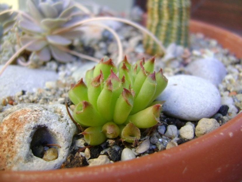 Sempervivum tectorum Oddity - Suculente 2019