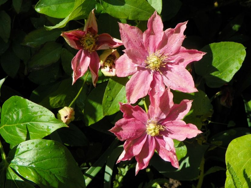 29 mai (58) - Clematite 2019