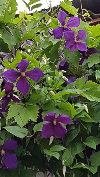 thumbnail - 2019-05-31T220950.806 - CLEMATITE 2019