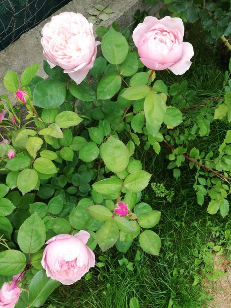  - Alnwick castle rose