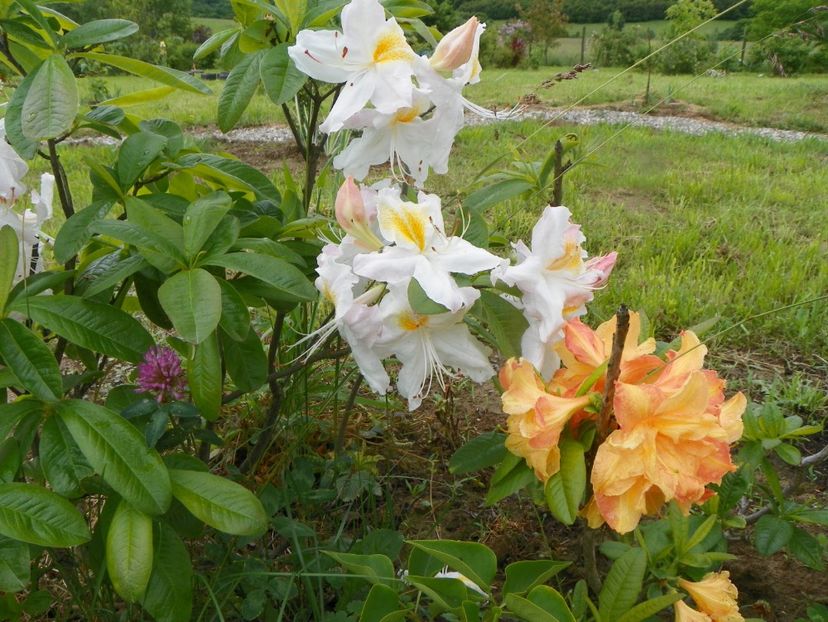 azalea Schneegold si Csardas - Dobarland 2019 2