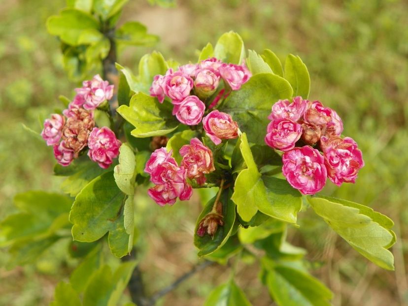 crataegus Paul's Scarlet - Dobarland 2019 2