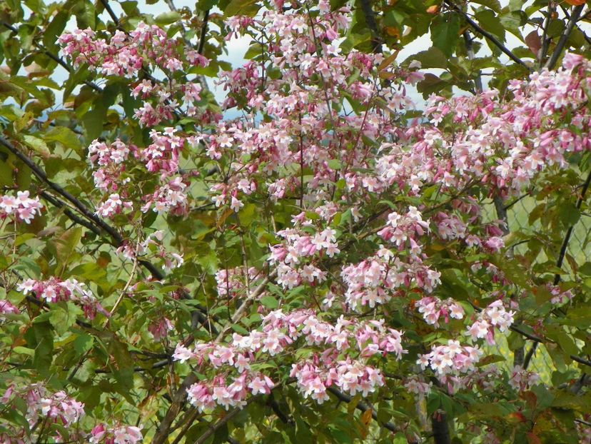 Kolkwitzia amabilis Pink Cloud - Dobarland 2019 2