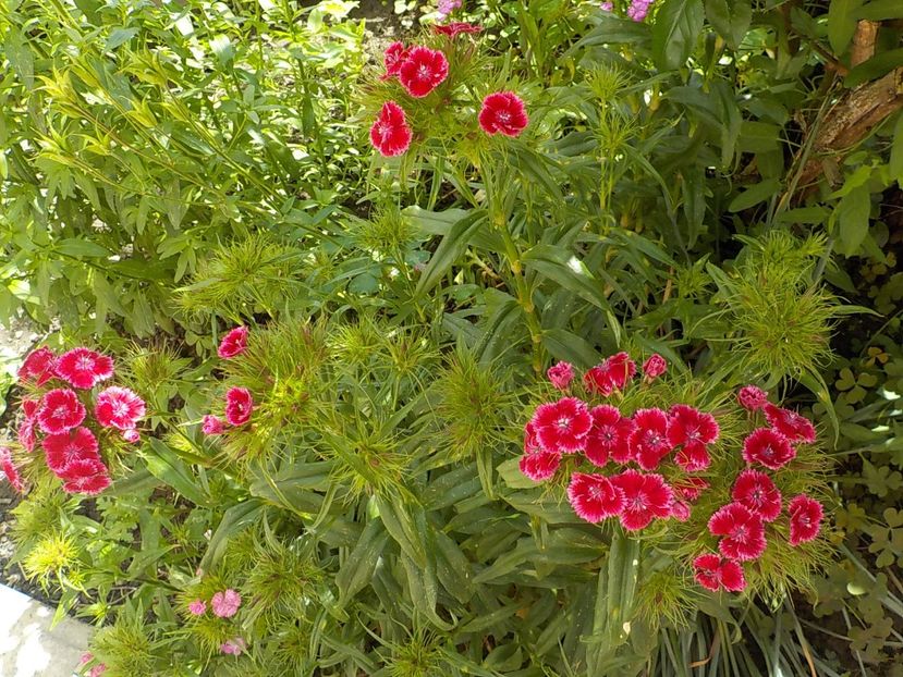  - dianthus