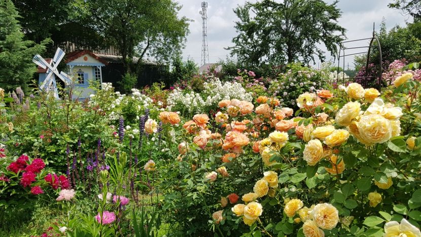 Lady of Shalot si Teasing Georgia - 2019 Iunie Idilic Garden