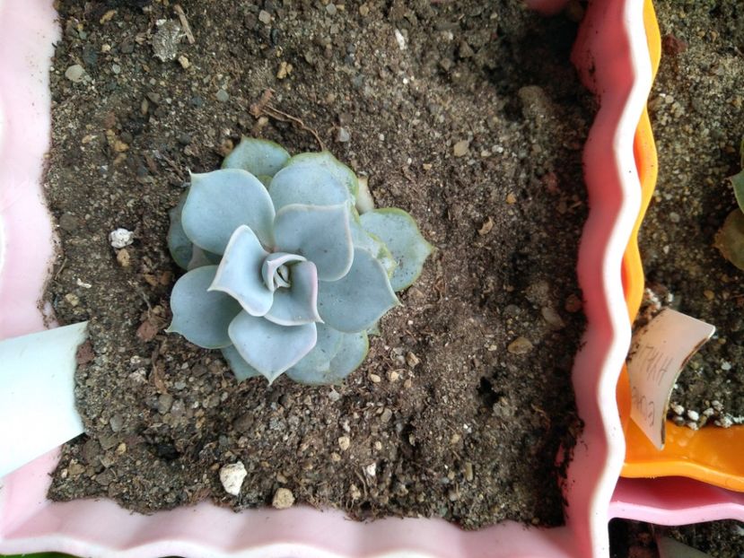  - Echeveria si alte suculente asemanatoare