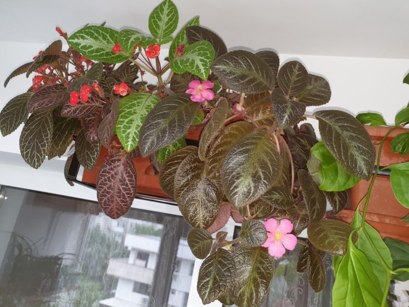  - Episcia