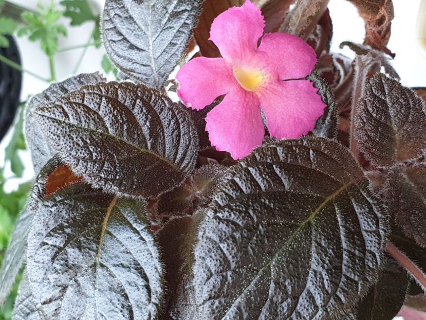  - Episcia