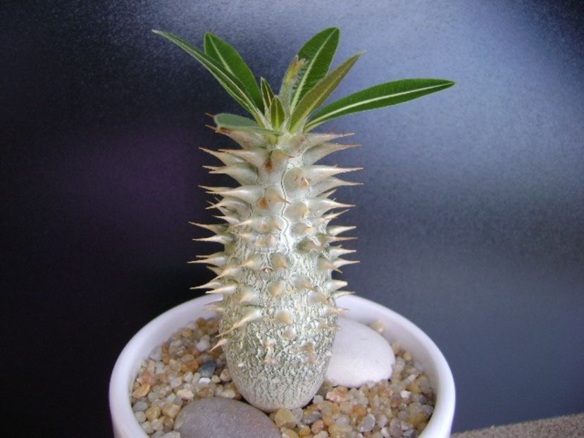 Pachypodium horombense - Caudiciforme si bulbi 2019