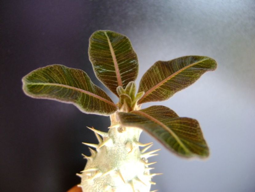 Pachypodium rosulatum - Caudiciforme si bulbi 2019