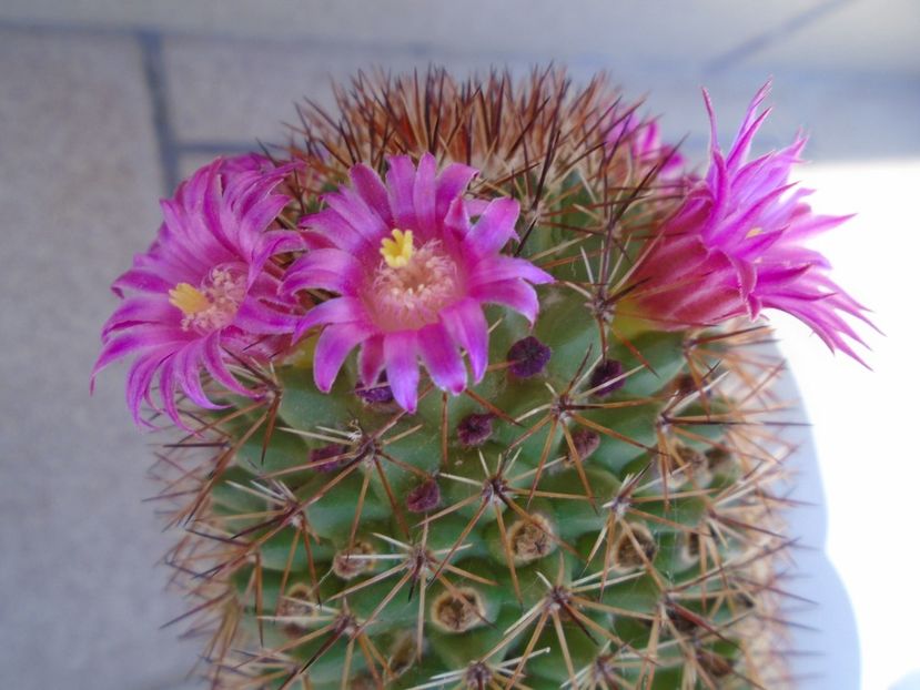 Mammillaria backebergiana - Cactusi 2019