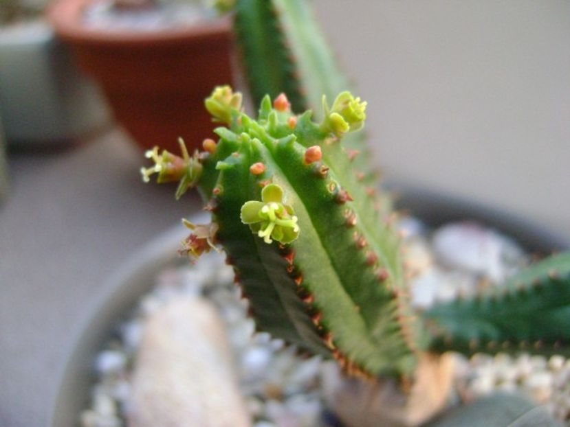 Euphorbia tubiglans - Caudiciforme si bulbi 2019