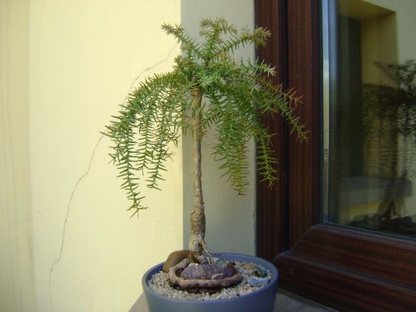 Araucaria cunninghamii v. glauca - Bonsai si prebonsai 2018-2020