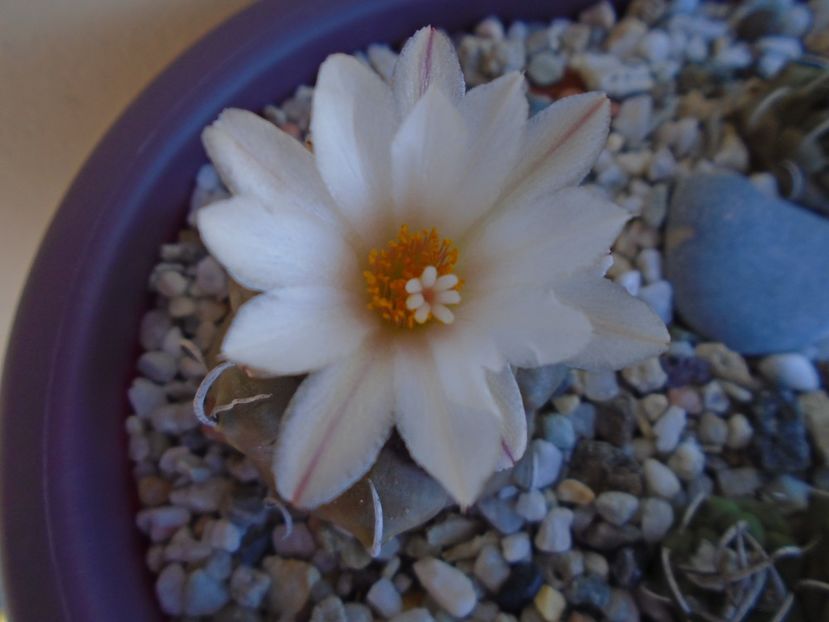 Turbinicarpus macrochele v. screvispinum - Cactusi 2019 bis