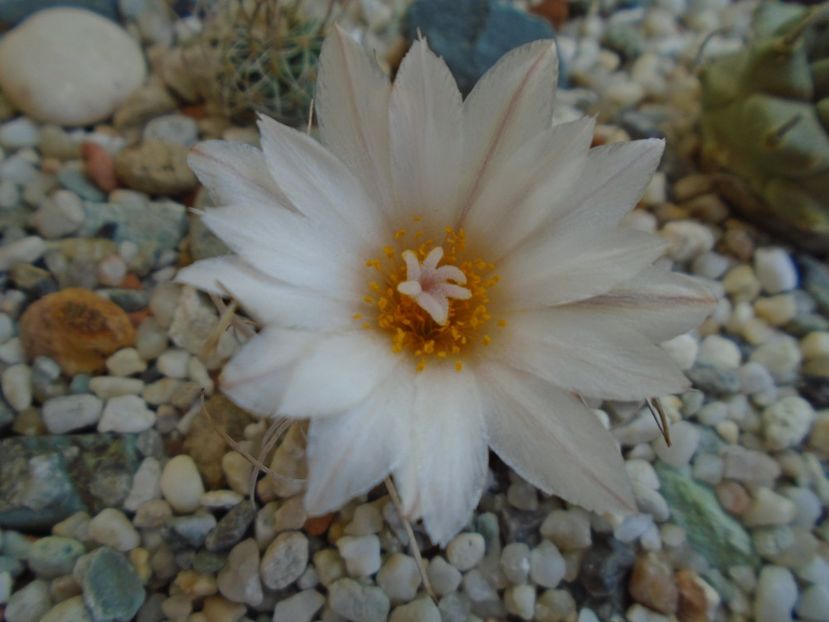 Turbinicarpus macrochele v. kupcakii - Cactusi 2019 bis