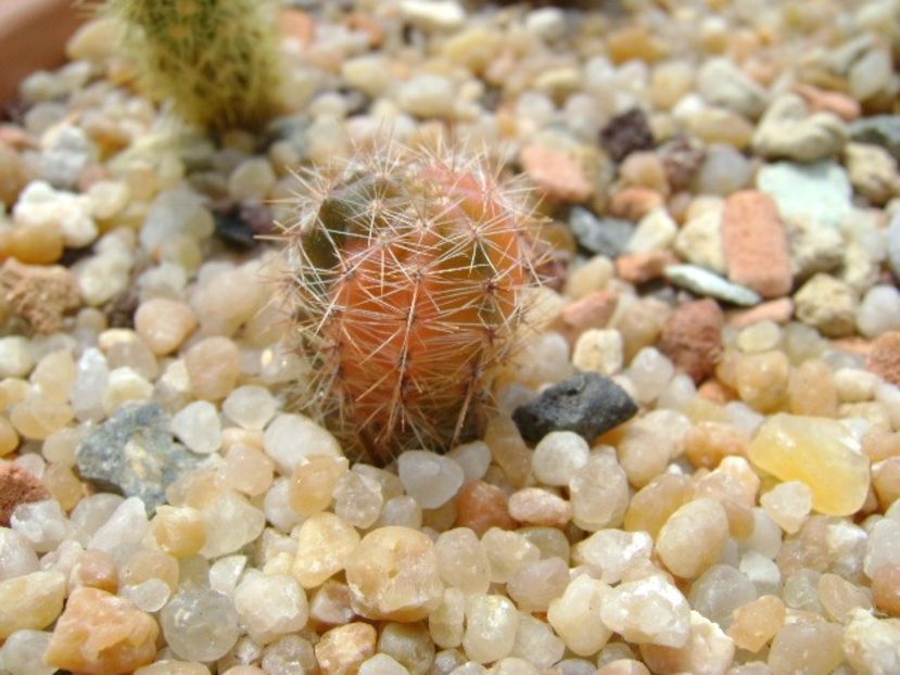 Echinopsis sp. variegat - Cactusi 2019 bis