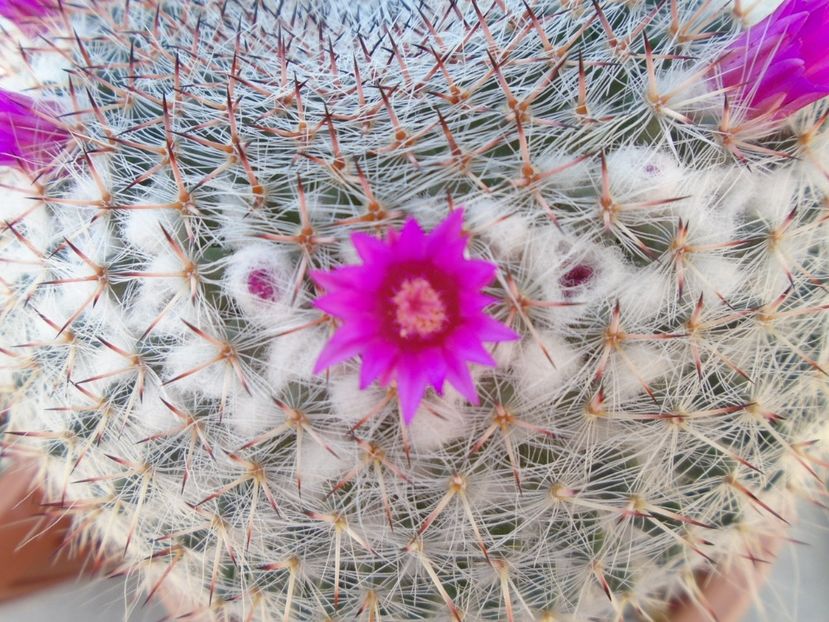 Mammillaria hahniana - Cactusi 2019 bis