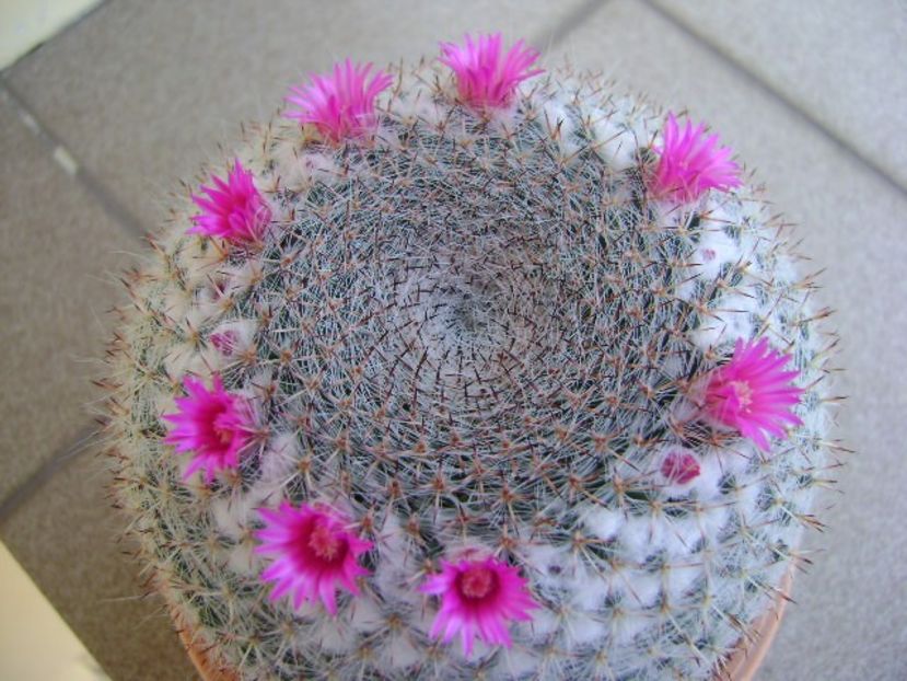 Mammillaria hahniana - Cactusi 2019 bis