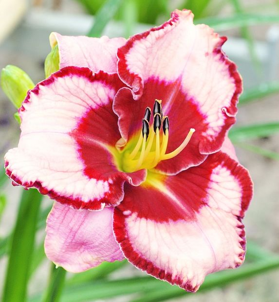 Hemerocallis Lies and Lipstick - HEMEROCALLIS