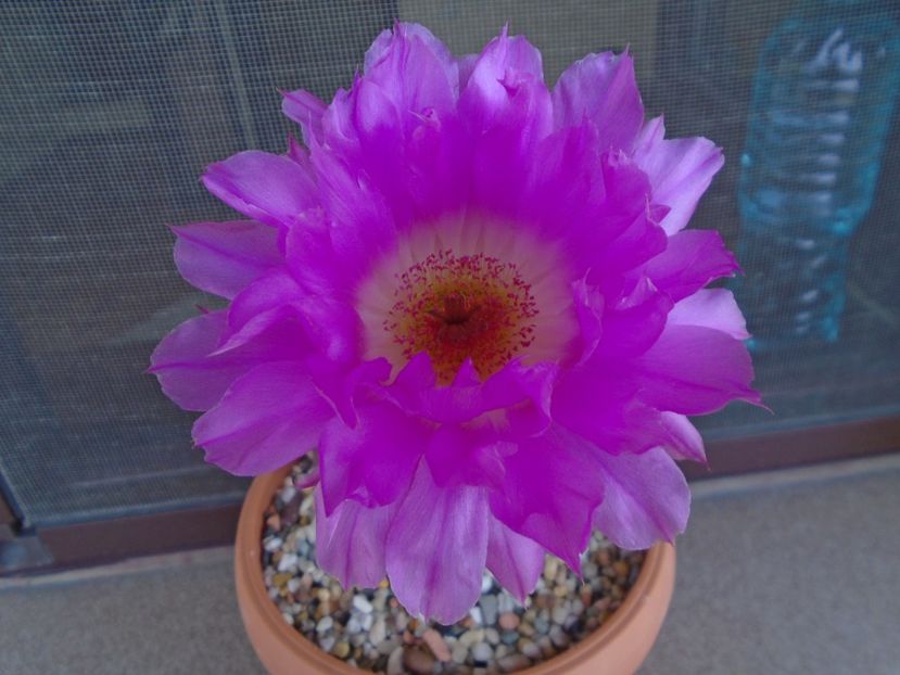 Echinocereus rigidissimus ssp. rubispinus - Cactusi 2019 bis