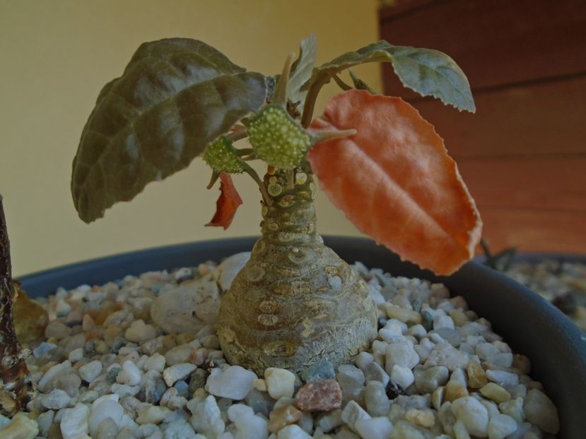 Dorstenia foetida - Caudiciforme si bulbi 2019